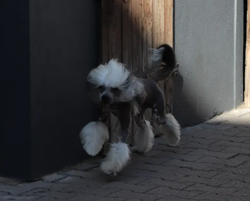 Amun in Terra Civis  – Chinese Crested Dog – Bild 3