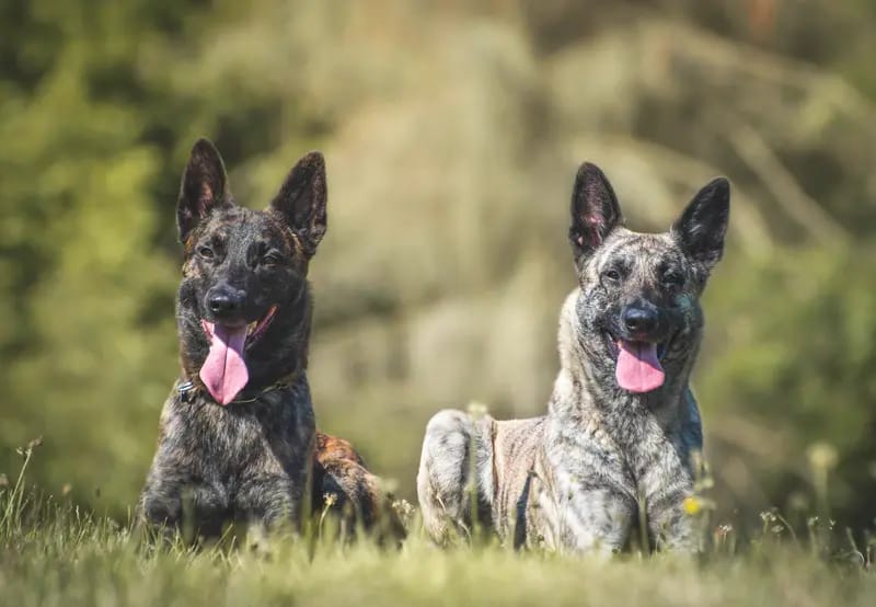 Holländische Schäferhunde od Zlaté Sovy gallery image 3