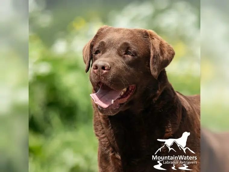 4-jähriger schokobrauner Labrador-Rüde sucht Patenfamilie gallery image 4