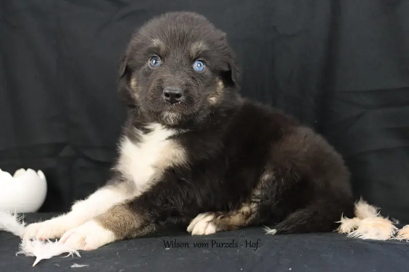 Wilson – Australian Shepherd Pup – Foto 4
