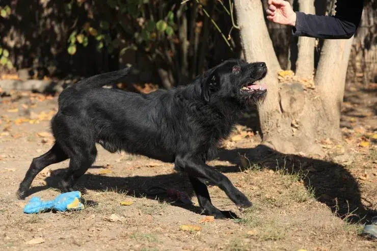 Nemo – Schnauzer-Mischling – Billede 4
