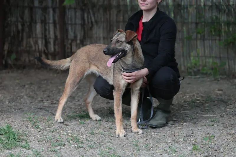 Resi – Schäferhund-Mix – Photo 4