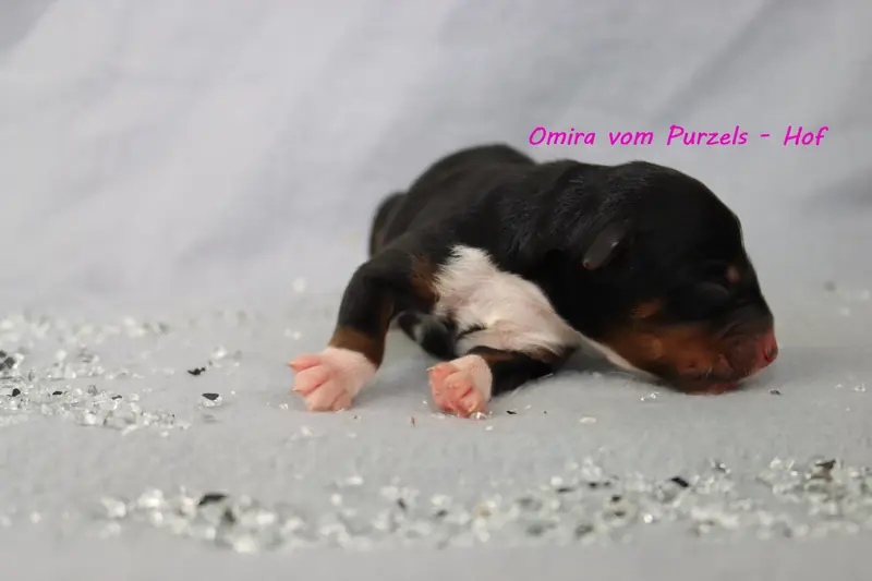 Omira – Australian Shepherd Yavrusu – Fotoğraf 2