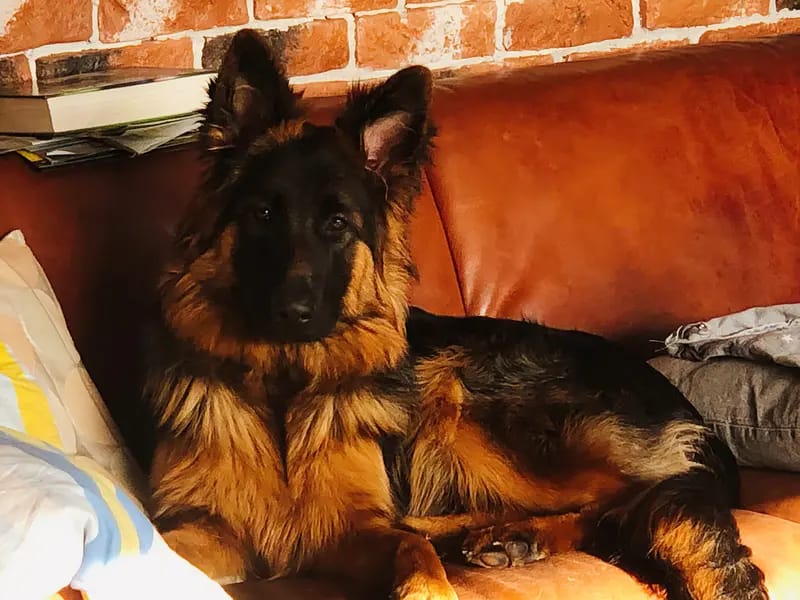 Altdeutsche Schäferhunde vom Hofe Sankt-Katharina gallery image 4