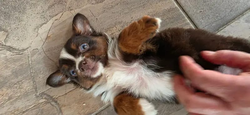 Toy Australian Shepherd auf herzens suche – جرو Australian Shepherd – صورة 4