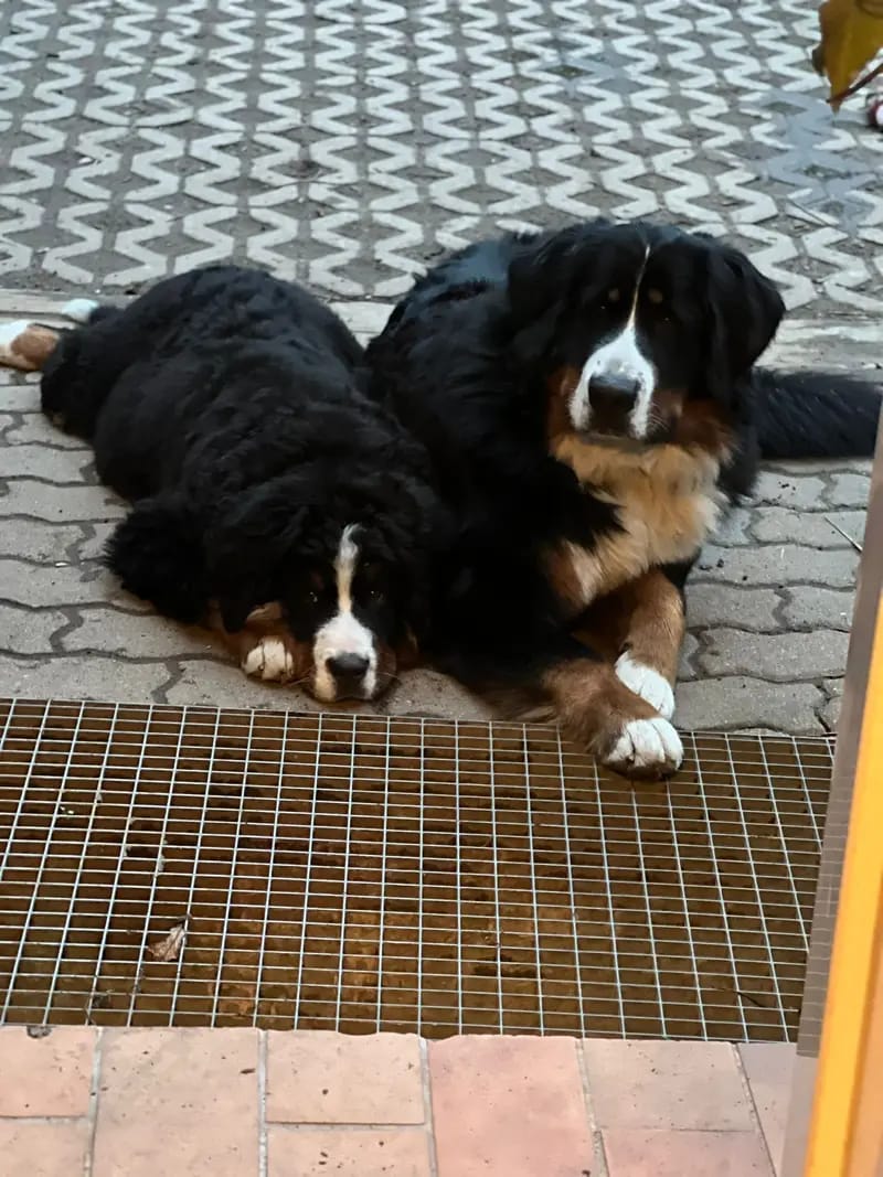 Bernersennenhunde vom Schimmerhof gallery image 3