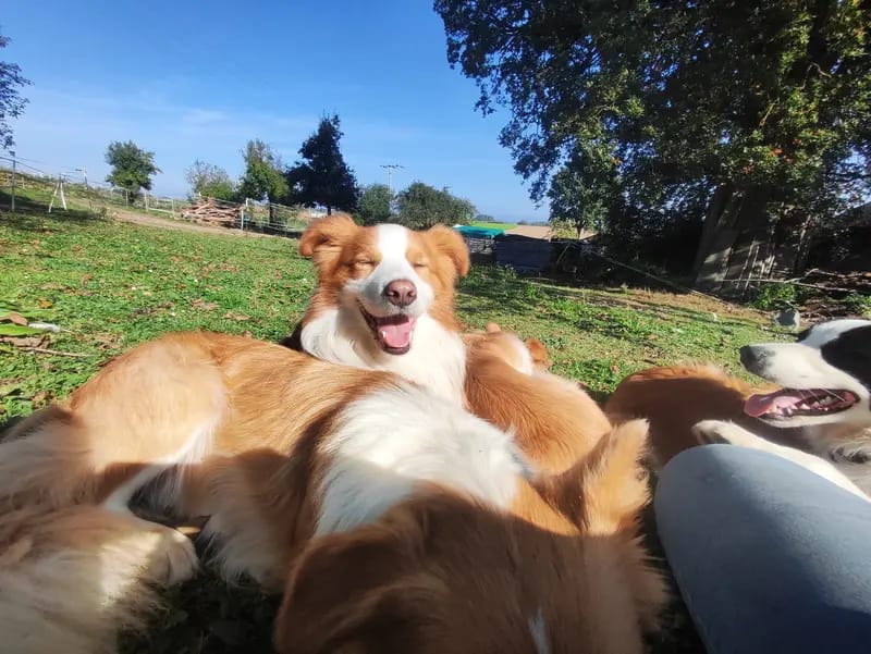 Border Collie „von der großen Eiche” gallery image 3