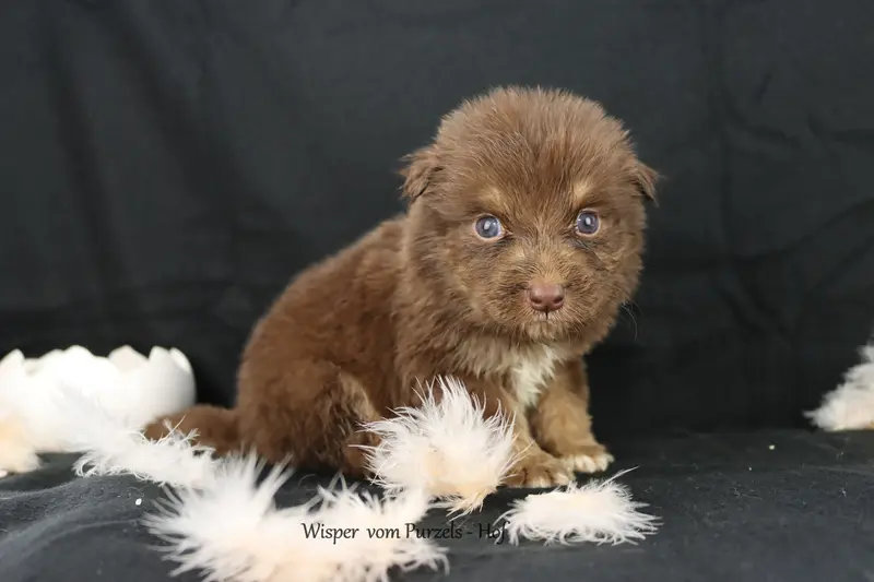 Wisper – štěně Australian Shepherd – Foto 4