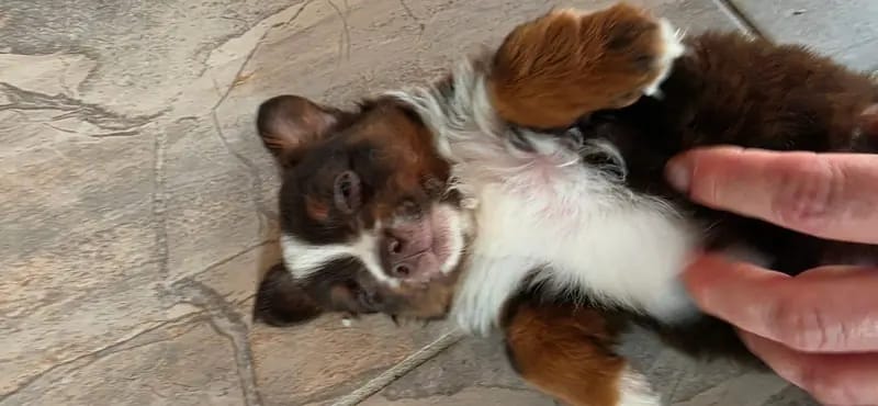 Toy Australian Shepherd auf herzens suche – جرو Australian Shepherd – صورة 3