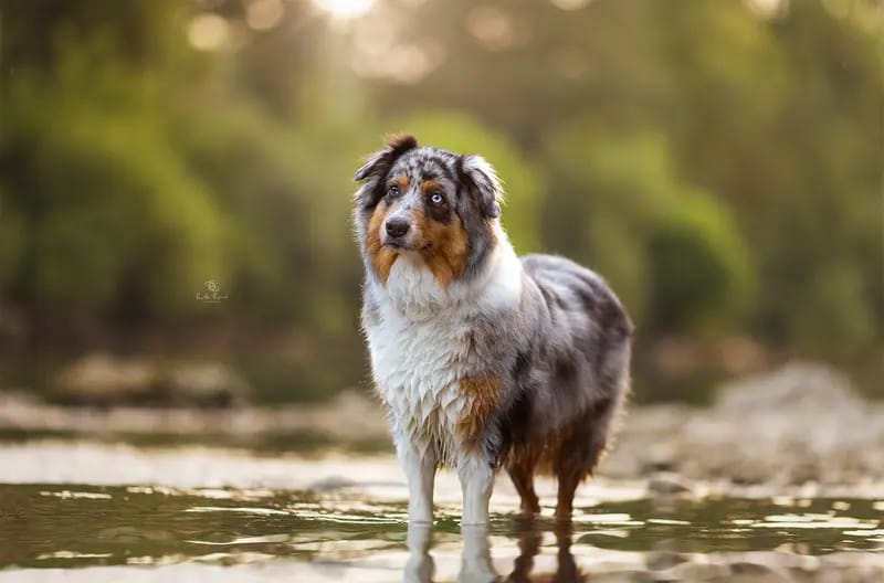 Rainfire Rebellious Take me to Neverland – Australian Shepherd – Photo 2