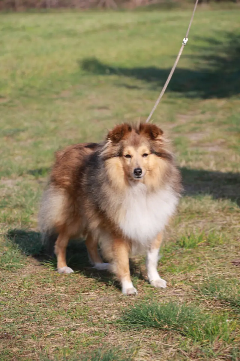 Amy-Lee vom Birkenwappen – Shetland Sheepdog – Billede 2