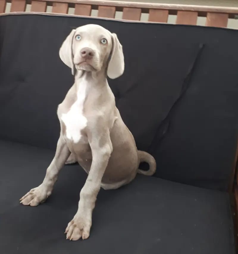 Balu von Schloss Kranichberg – Weimaraner – Zdjęcie 4
