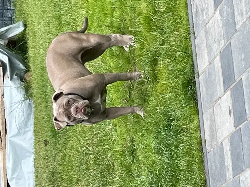 Big Boss Bulldog  gallery image 2