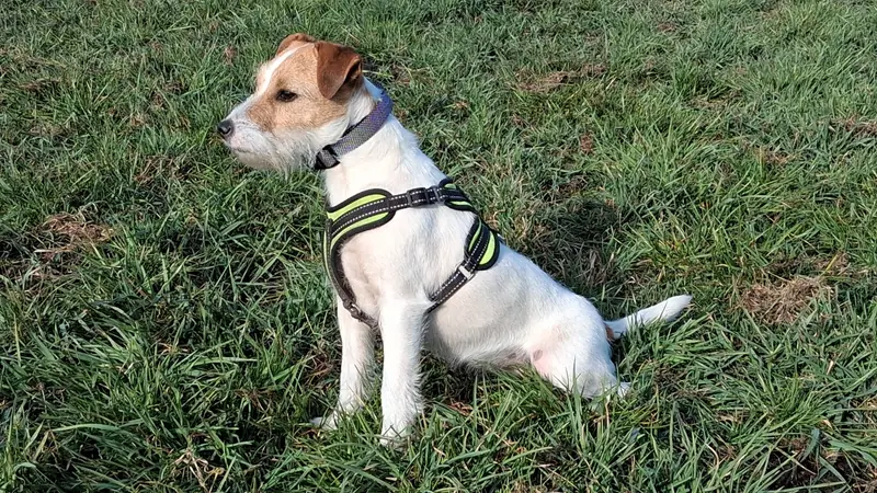 Finja vom Reichenwalder Land – Parson Russell Terrier – Photo 2