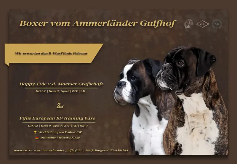 Billy – Deutscher Boxer Yavrusu – Fotoğraf 3