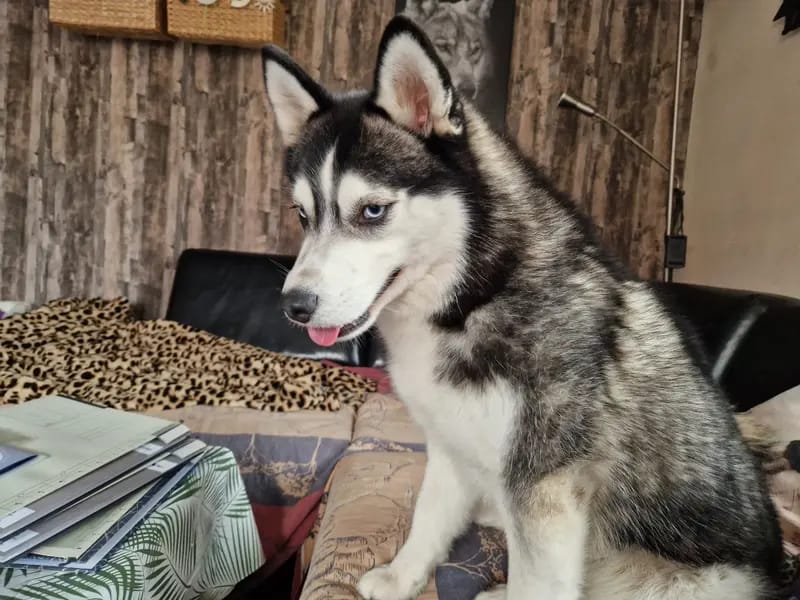 Lara Pomsky Tyler gallery image 3