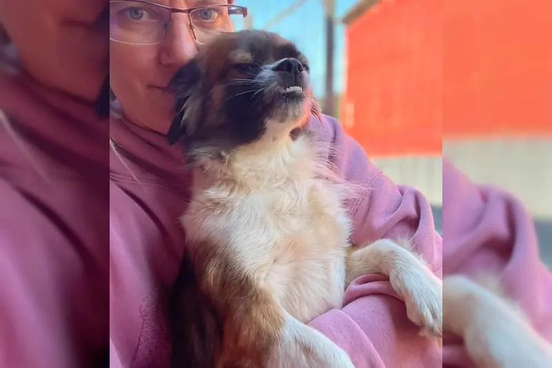 Fifi – Pekinese (Pekingese-Mix) – Billede 4