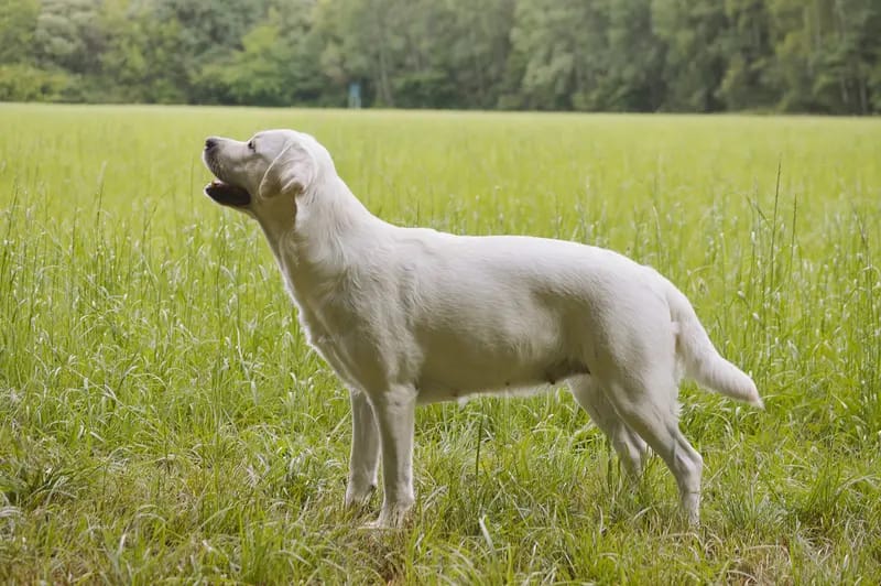 Clumsy Puppies gallery image 4
