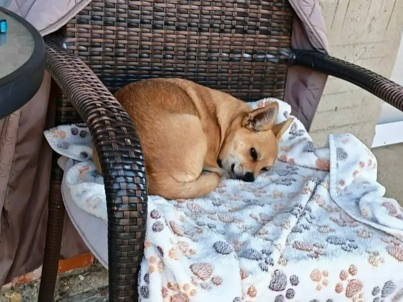 Xani – Chihuahua-Mix – Billede 4
