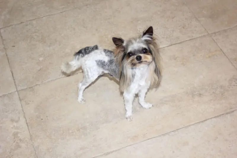Erwachsene Biewer Yorkshire Terrier Rüde. – Cachorro de Yorkshire Terrier – Foto 4