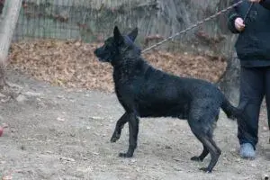Elvis – Schäferhund-Mix – Photo 4