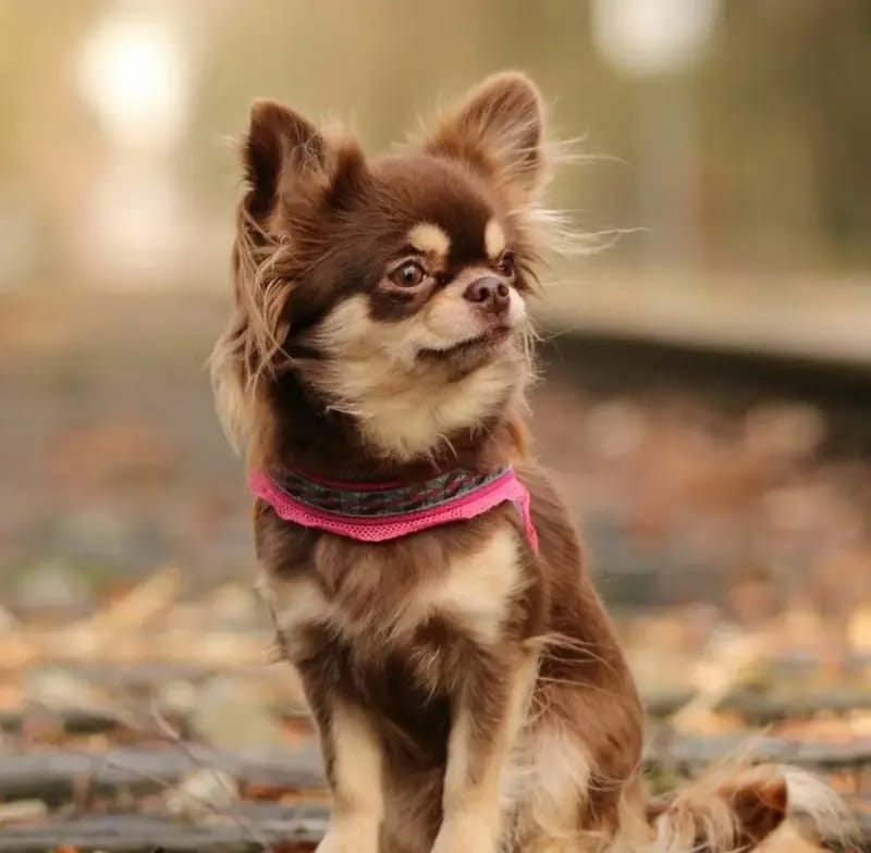 Ginga Diamonds of Chocolate  gallery image 2