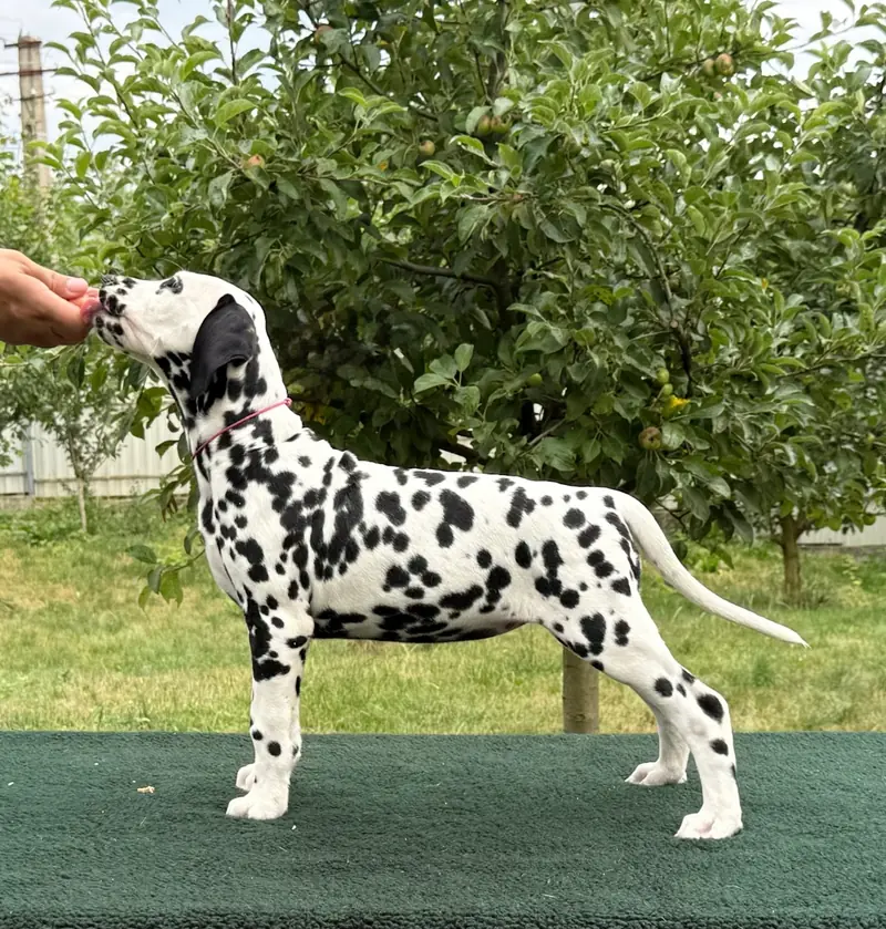 Dalmatrix French Kiss – Dalmatiner Puppy – Photo 4