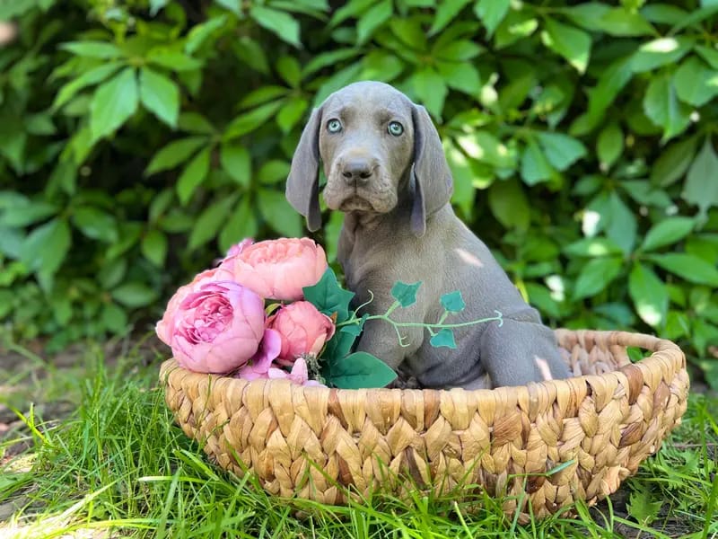 Weimaraner von den Salzwiesen gallery image 4