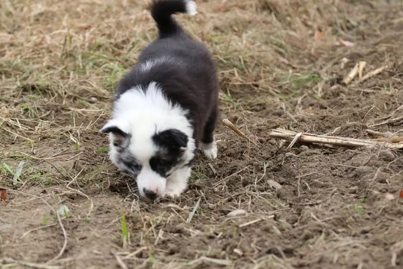 Vivi – Australian Shepherd Puppy – Photo 3