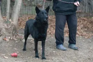 Elvis – Schäferhund-Mix – Photo 3