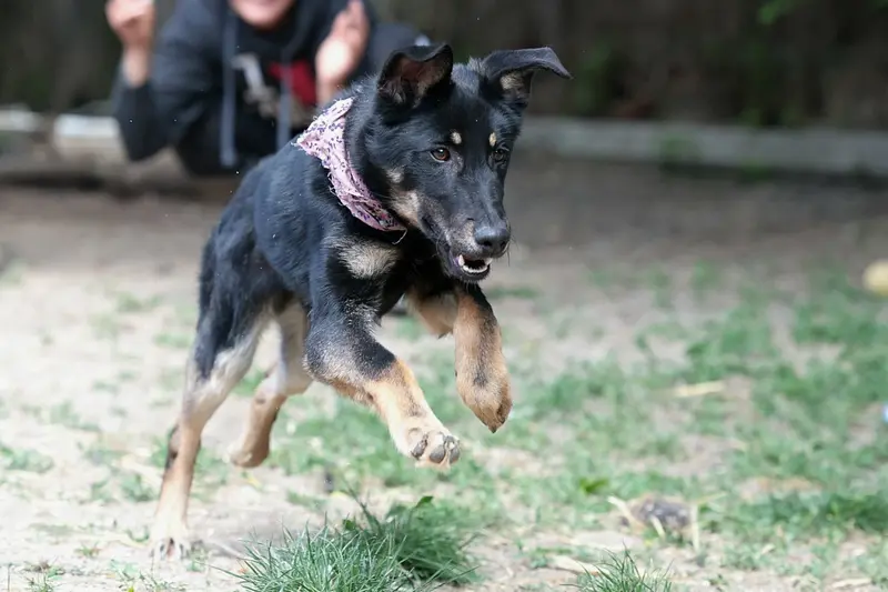 Lana – Schäferhund-Mix – Photo 4