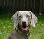 Weimaraner vom Mindelschloss gallery image 2