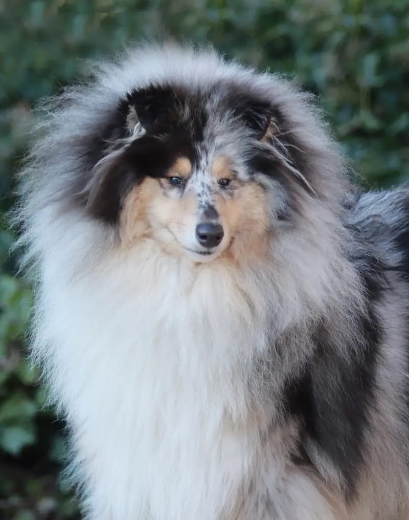 Collie of Burning Hill gallery image 3