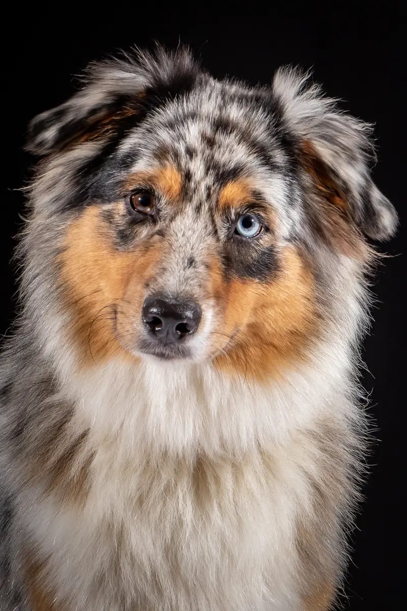 Rainfire Rebellious Take me to Neverland – Australian Shepherd – Photo 3