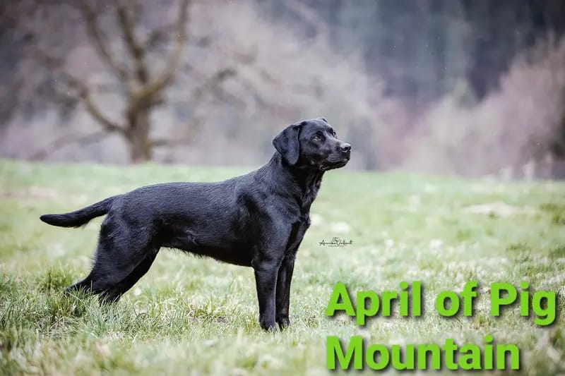 April of Pig Mountain  gallery image 2
