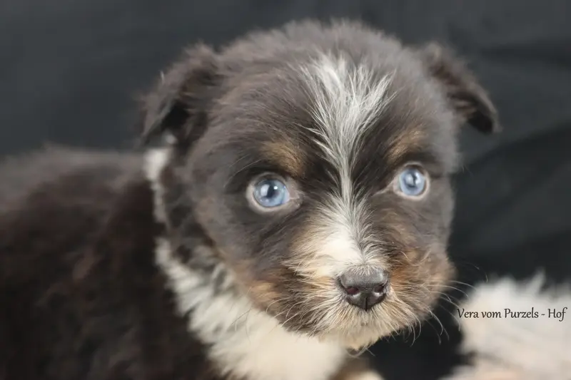 Vera – štěně Australian Shepherd – Foto 2