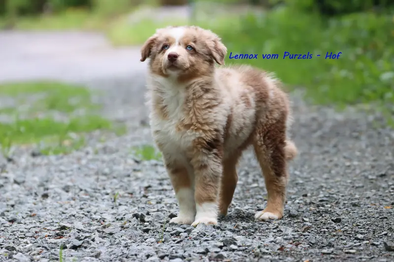 Lennox – štěně Australian Shepherd – Foto 3