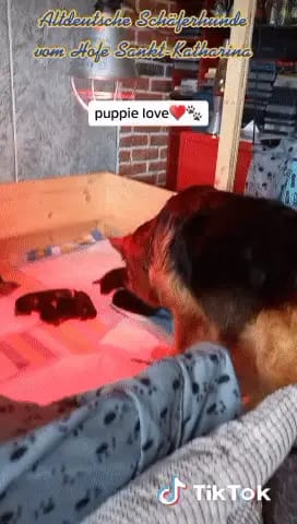 Altdeutsche Schäferhunde vom Hofe Sankt-Katharina gallery image 3
