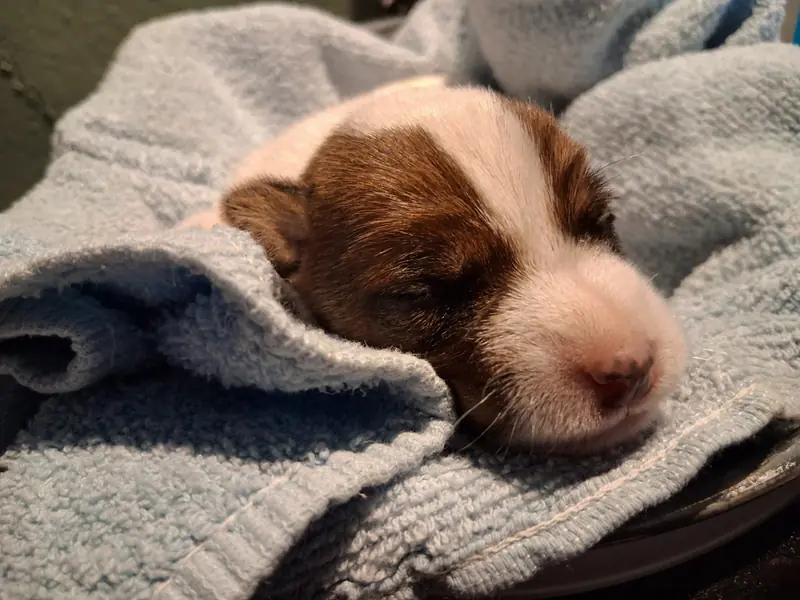 Parson Russell Terrier Zucht vom Belfinshof – Parson Russell Terrier – Photo 2