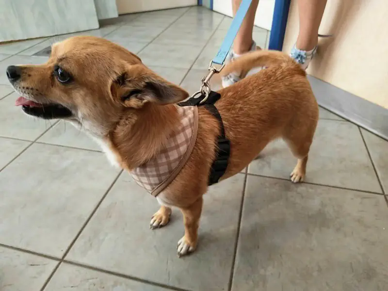 Xani – Chihuahua-Mix – Billede 3