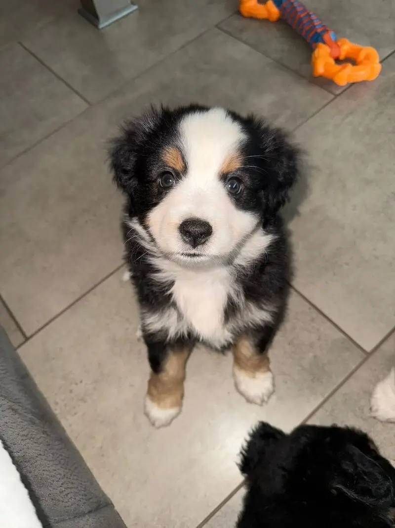Wunderschöne Mini Australien Shepherd Welpen suchen noch ihr Zuhause – štěně Australian Shepherd – Foto 3