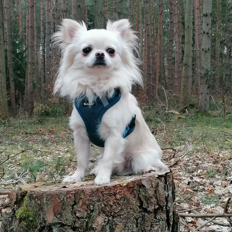 Bailey von der Peene gallery image 2