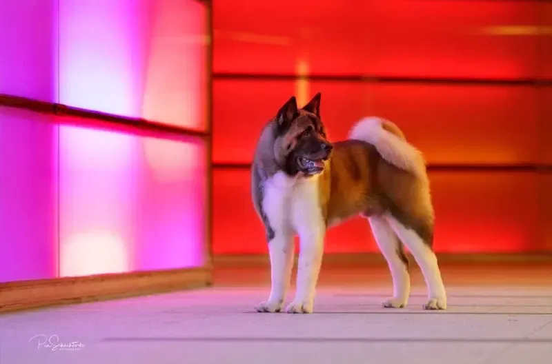 Empress Fike Enisey  gallery image 2