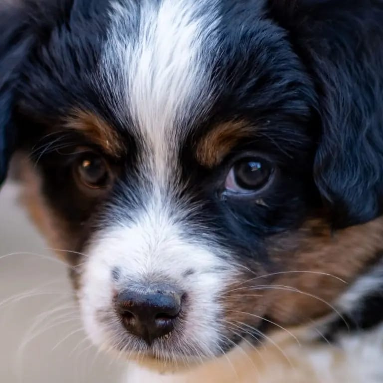 Pearl – щенок Australian Shepherd – Фото 3