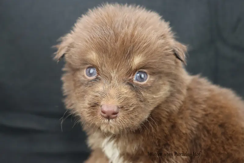 Wisper – štěně Australian Shepherd – Foto 3