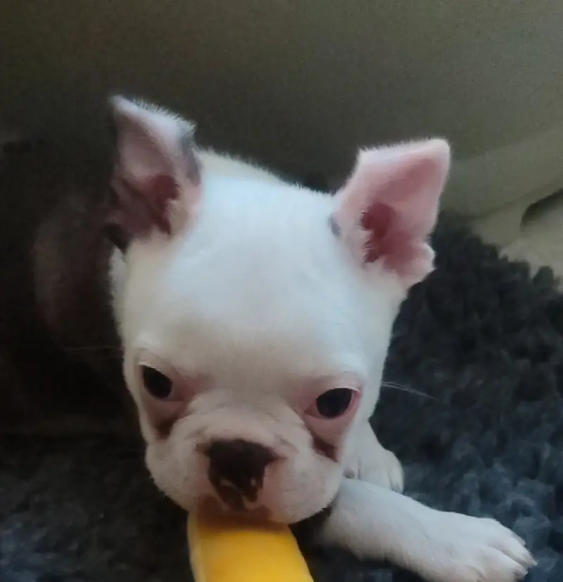 Ash – Boston Terrier Puppy – Photo 3