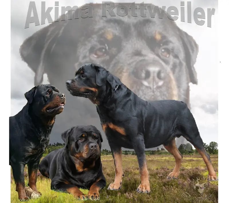 Rottweiler von Akima gallery image 2
