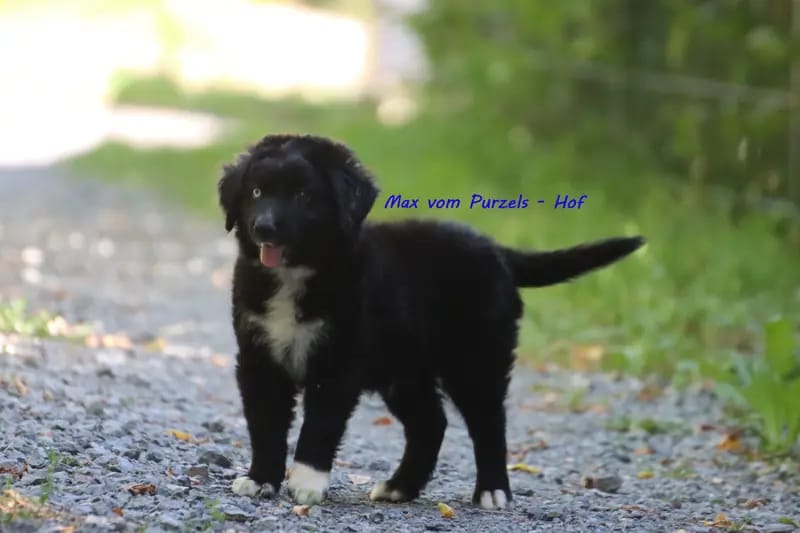 Max – جرو Australian Shepherd – صورة 3