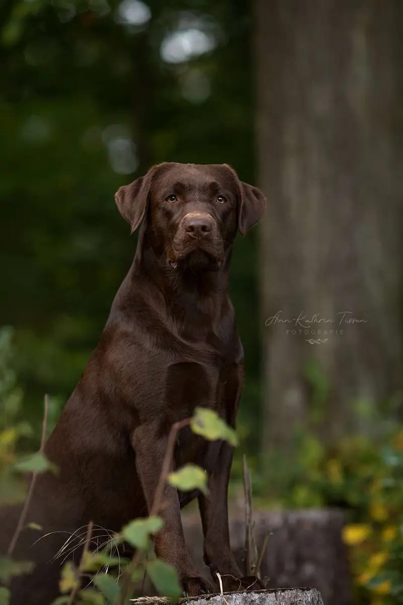 Labrador Retriever vom Hisselsberg gallery image 2