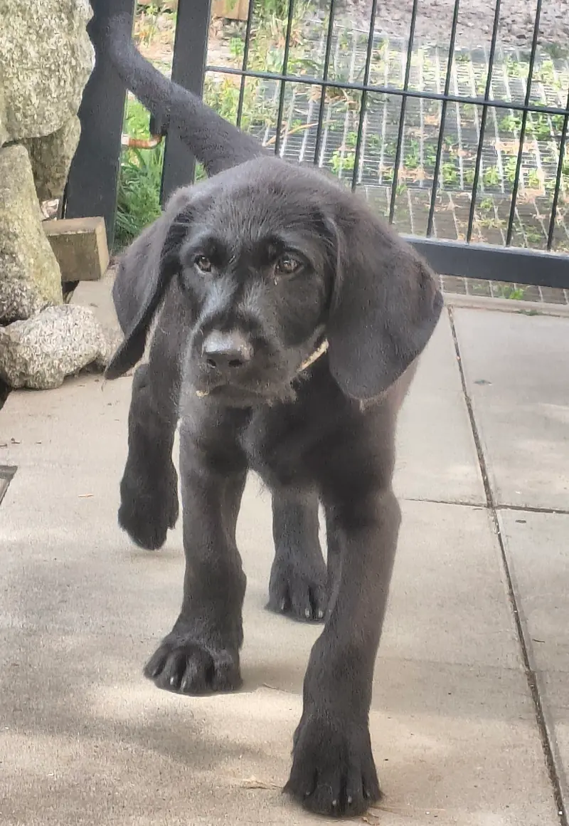 Yeman – Labrador Retriever hvalp – Billede 2
